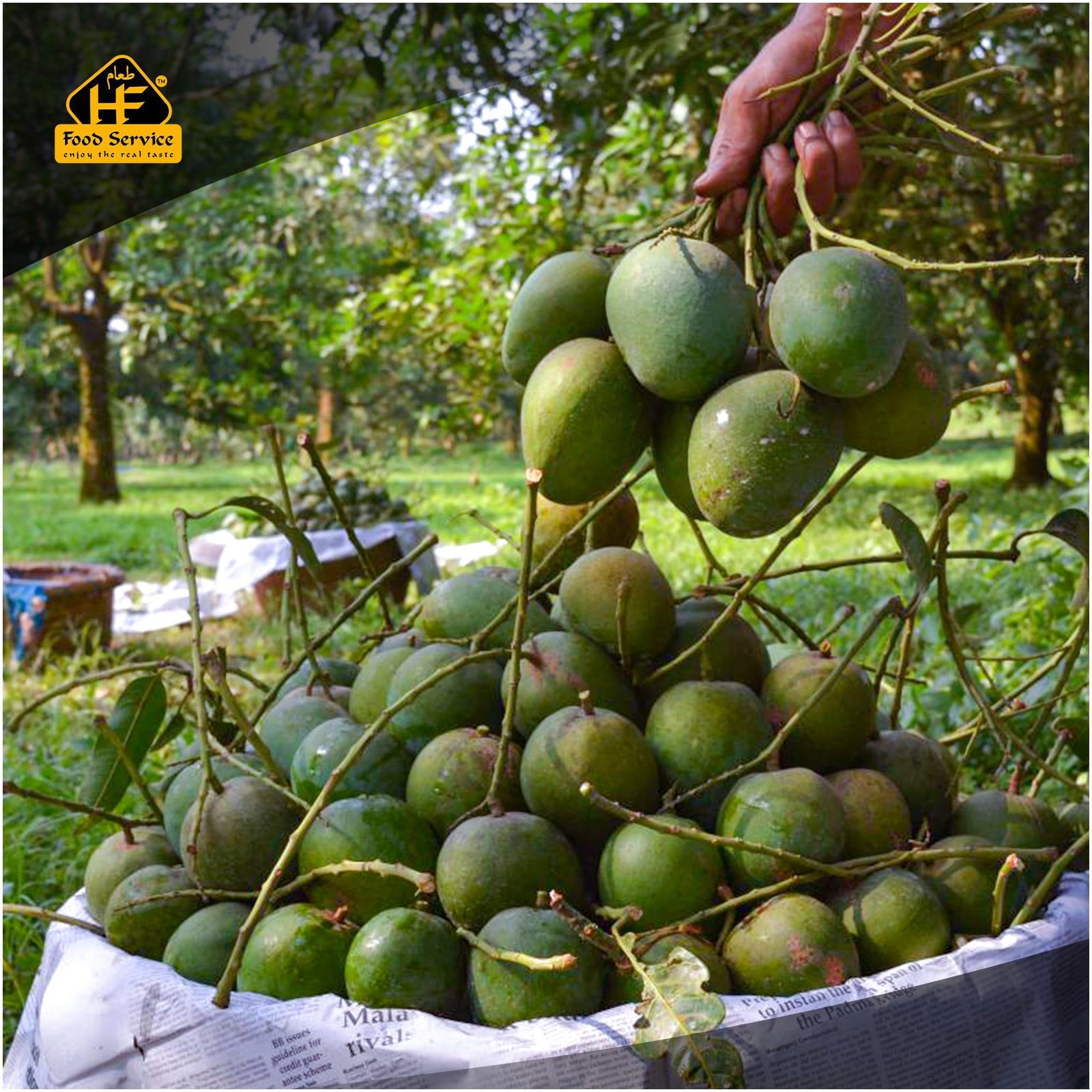 হিমসাগর আম । Himsagar Mango